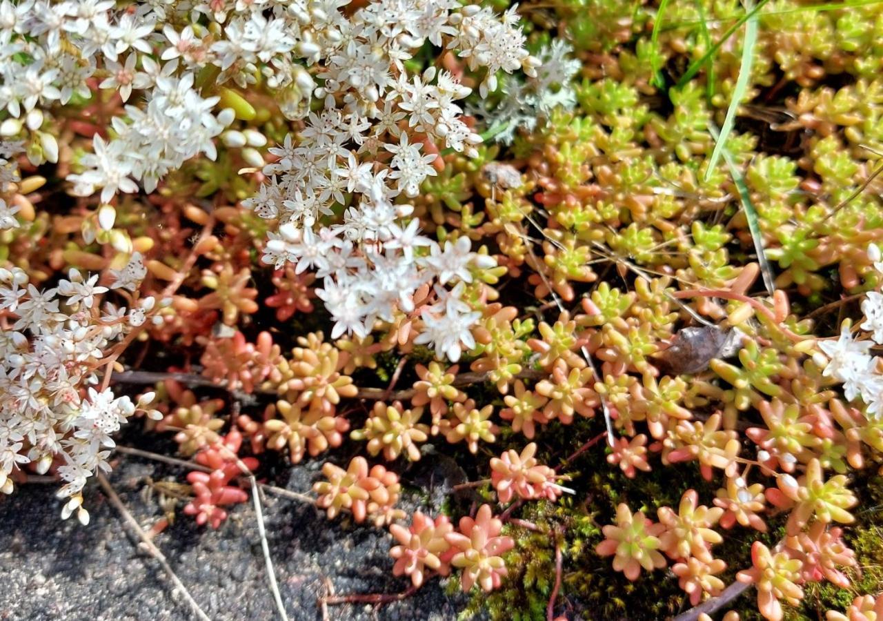 בית הארחה Alingsås 	Flora Dekor Gaestgard מראה חיצוני תמונה