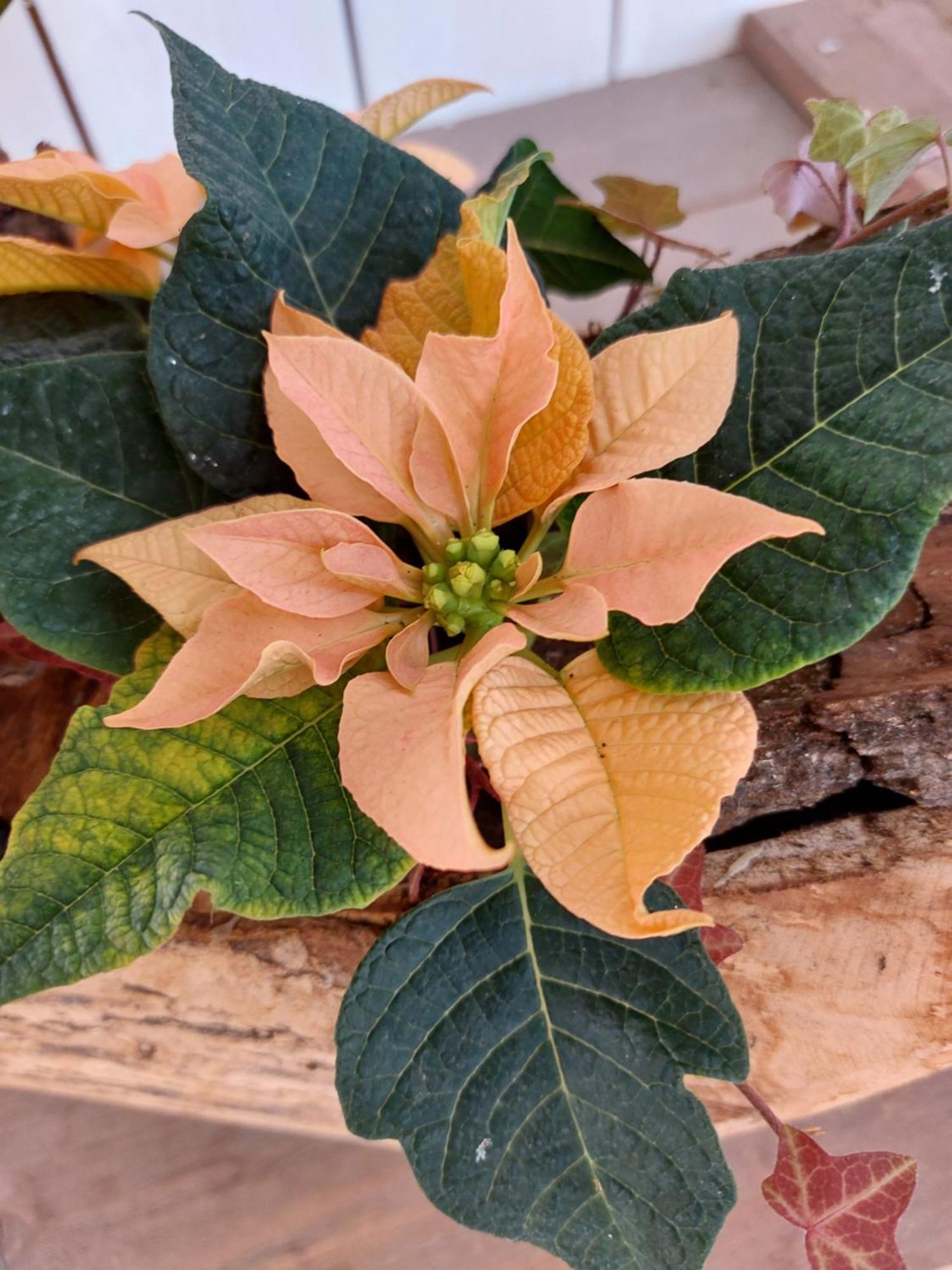 בית הארחה Alingsås 	Flora Dekor Gaestgard מראה חיצוני תמונה